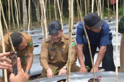 Wali Kota Padangsidimpuan hadiri tanam cabai merah di Desa Joring Natobang