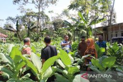Petani tembakau Kuningan dapat bantuan benih berkualitas