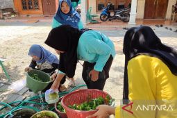 Mahasiswa Unigoro buat teh daun beluntas untuk Lansia