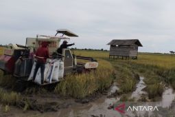 Kabupaten Penajam susun program tingkatkan  produksi-kualitas pertanian