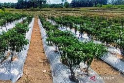 Harga cabai di Mukomuko mulai turun
