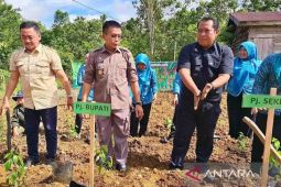 Pemkab ingin Mura jadi sentra penghasil padi lahan kering dan coklat