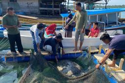 BKSDA Aceh lepas liar penyu hasil perburuan warga di Pulau Banyak