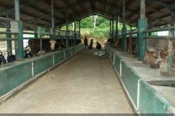 Pemkab Pasuruan genjot produksi susu segar