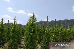 Wabup Belitung berharap tanaman lada terima pupuk subsidi