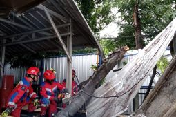 Pohon tumbang timpa kantin di  Tomang Jakbar