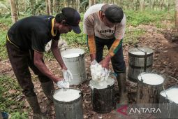 Produksi karet Indonesia turun