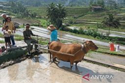 Tradisi Metekap jadi salah satu penutup Festival Jatiluwih ke-5 Tahun 2024