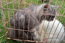 Tembak kucing dengan pistol, seorang pria diamankan Polisi