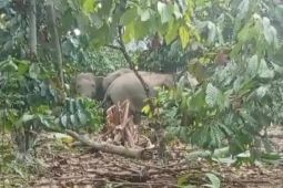 Kawanan gajah liar rusak kebun kopi milik warga di Lampung Barat