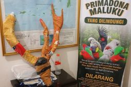BKSDA Maluku amankan opsetan tanduk rusa di atas KM. Leuser