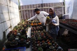 Budi daya kaktus Jombang