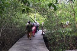 Kebun Raya Mangrove dikunjungi 43 ribu wisatawan pada semeter pertama 2024
