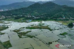 400 hektare sawah terendam dampak luapan Sungai Aworeka di Konawe
