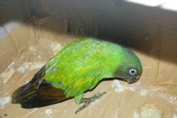 BKSDA Maluku amankan satwa dilindungi jenis burung nuri pipih merah betina