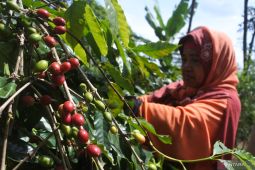 Harga kopi di Bondowoso naik
