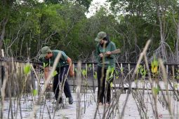 Pelindo support climate action by protecting blue carbon ecosystem