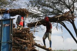 Pemkab Malang beberkan strategi realisasikan target panen tebu 2025