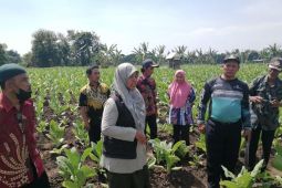 Dinas Pertanian Probolinggo buat POC dan pestina kendalikan hama tembakau