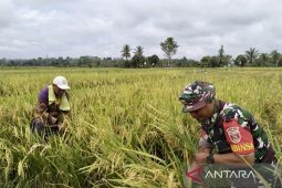 Kodim HST terapkan "ubinan" bantu petani tingkatkan produksi padi