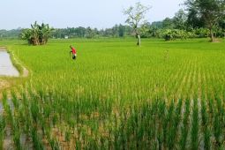 Dorong produktivitas pangan, Distan Lebak optimalkan pompanisasi