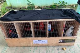 BKSDA Maluku translokasi 12 ekor burung paruh bengkok dari Ternate ke Ambon