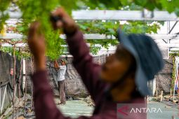 Budi daya anggur impor di Kabupaten Sumedang