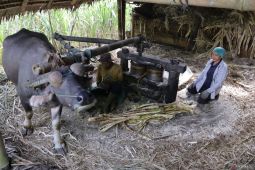Petani tebu lereng Gunung Marapi bertahan di tengah gempuran kemajuan zaman