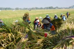 Panen padi musim gadu di Madiun