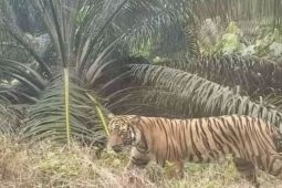 BKSDA Riau pasang kamera jebak usai harimau serang warga di Siak