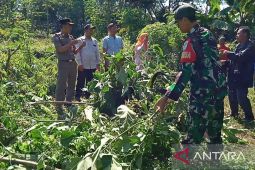Puluhan pohon kecubung di Cianjur dimusnahkan aparat gabungan