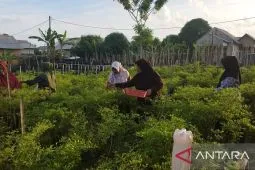 Pemkab Bangka Selatan galakkan program pekarangan produktif