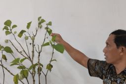 BNNK Tabalong ingatkan bahaya tanaman Kecubung