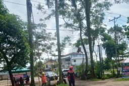 PLN rutin melakukan pemeliharaan jaringan listrik di Pontianak
