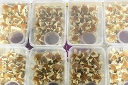 Mahasiswi Polnep manfaatkan KUM Bank Kalbar berbisnis dimsum mini