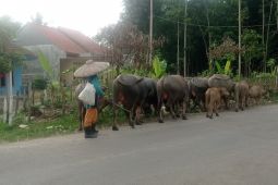 Lebak gunakan inseminasi buatan untuk tingkatkan jumlah ternak kerbau