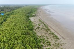 Luas hutan magrove di Mempawah Kalbar meningkat
