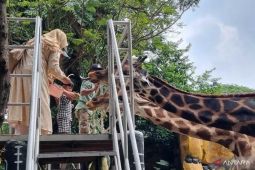 KBS tingkatkan asupan nutrisi jaga kondisi satwa saat "bediding"