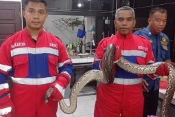 Petugas evakuasi ular piton dari pipa pembuangan air cuci piring rumah warga.