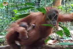 Bayi orangutan betina lahir di cagar alam Jantho Aceh Besar