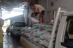 Stok beras medium lokal di Kabupaten Lebak melimpah