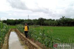 Tanah Bumbu boosts rice production to strengthen food security