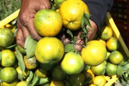 Produksi jeruk nasional meningkat