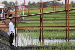 Kementerian Pertanian kembangkan varietas padi adaptif perubahan iklim di Merauke