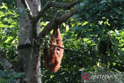 Orangutan korban perdagangan di Aceh sudah direhabilitasi