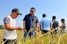 Bulog mulai serap gabah melalui mitra tani