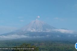 Semeru beberapa kali erupsi dengan tinggi letusan hingga 800 meter