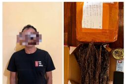 Polda Kalbar tangkap warga miliki satu kilogram ganja dari Aceh