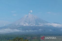 Semeru beberapa kali erupsi dengan tinggi letusan hingga 800 meter
