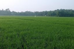 Dukung swasembada pangan, Lebak maksimalkan 50 ribu hektare lahan